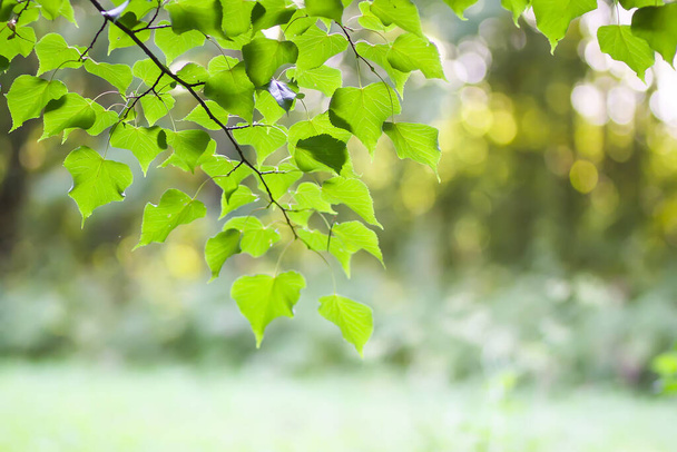 Zöld levelű faág a nyári parkban - Fotó, kép