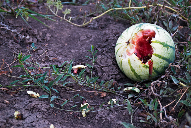 Gli animali selvatici mangiano angurie nei letti del giardino. Il problema del contadino è quello di rovinare il raccolto.. - Foto, immagini