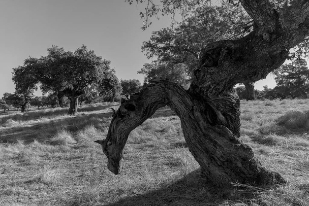 Landschaft in der dehesa de Arroyo de Luz. Extremadura. Spanien. - Foto, Bild