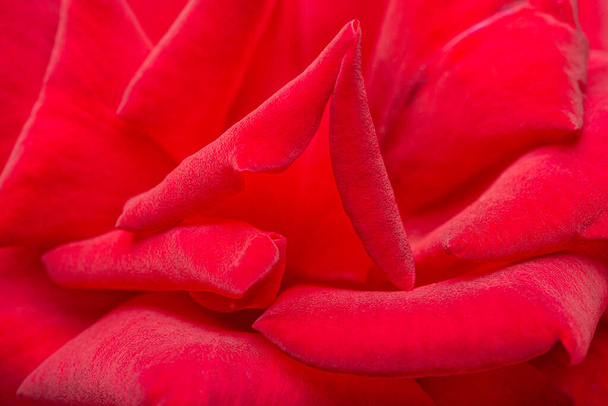 Um tiro macro com foco seletivo de pétalas de rosa vermelha aveludada. - Foto, Imagem