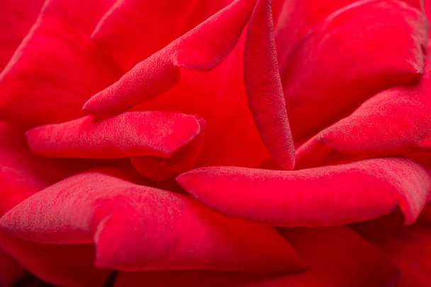 Makro shot z selektywnym ukierunkowaniem aksamitnych płatków czerwonej róży. - Zdjęcie, obraz