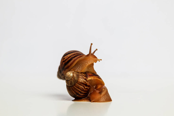 Snails on white background. One snail crawled onto another's shell. Food or pet. - Fotoğraf, Görsel