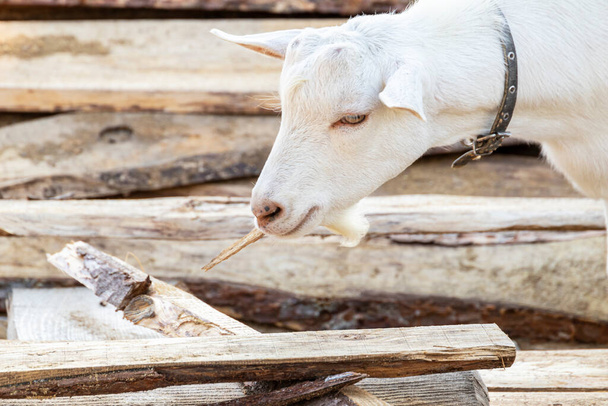 A white goat holds a piece of wood in its mouth on a hot summer day. The goat has a collar, beard and long eyelashes. - Photo, Image