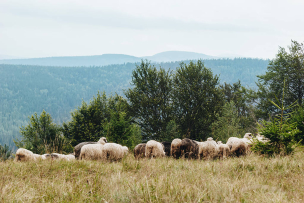 Picturesque landscape with flock of sheep in The Carpathians, Ukraine - Fotó, kép