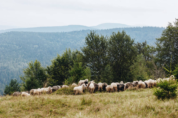 Picturesque landscape with flock of sheep in The Carpathians, Ukraine - Fotó, kép