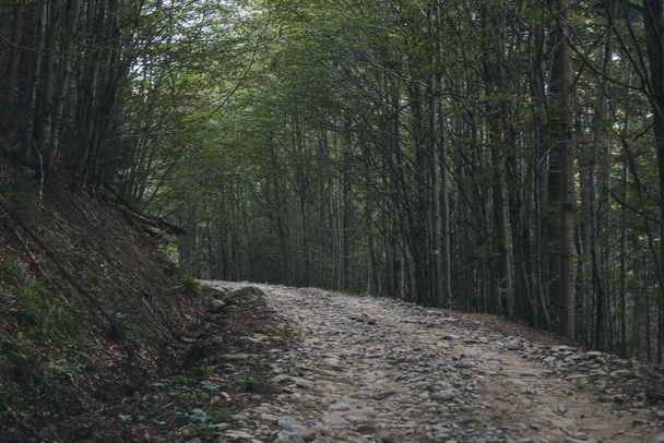 Picturesque landscape with path through the forest in The Carpathians, Ukraine - Fotó, kép