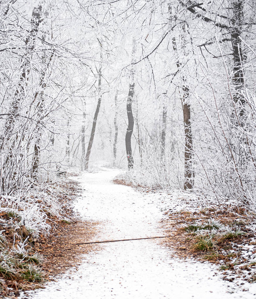 Nice winter scene covered with snow - Фото, зображення