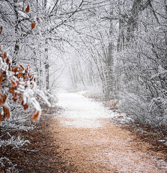 Nice winter scene covered with snow - Zdjęcie, obraz