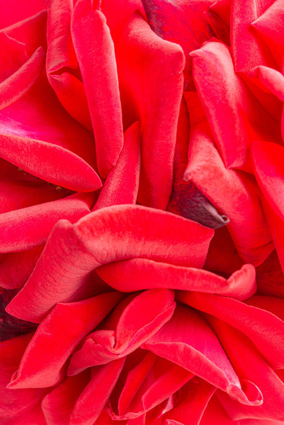 A macro shot with selective focus of a bunched velvety red rose petals. - Photo, Image