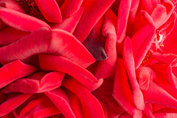 Makro záběr se selektivním zaměřením na shluk sametově červených okvětních lístků růží. - Fotografie, Obrázek