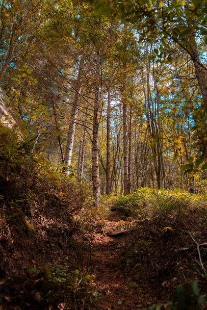 majestátní podzim les příroda fotografie krajina scénický pohled zlatý říjen sezóna čas s padajícími listy na zemi - Fotografie, Obrázek
