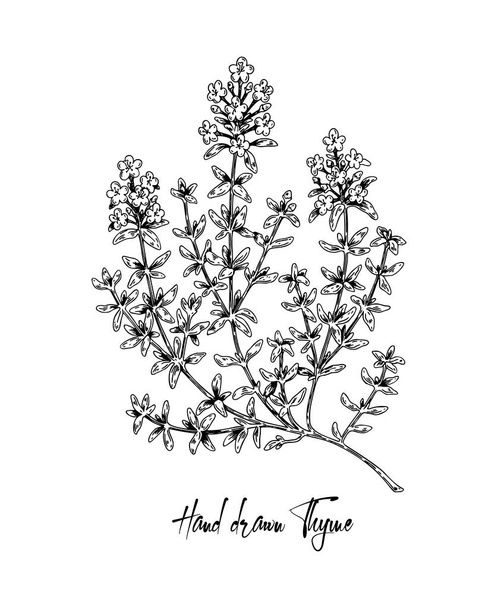 Kézzel rajzolt kakukkfű virágos vektor illusztráció elszigetelt fehér. Növényi növény vintage skicc stílusban. Thymus vulgaris. - Vektor, kép