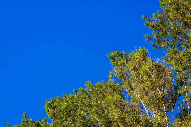 Blue sky and foliage. Blue clear sky and trees - Photo, Image