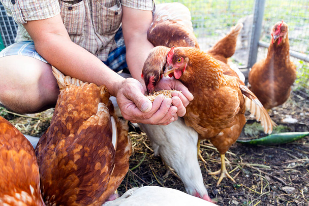 The farmer hand-feeds his hens with grain. Natural organic farming concept - Foto, immagini