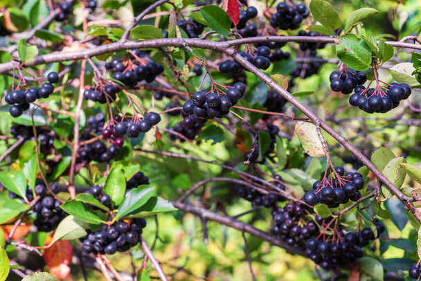 Clusters of black berries Aronia melanocarpa in the garden, black Chokeberry. - Photo, Image