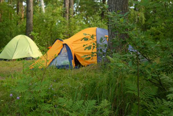 Camping tents in forest at summer day. - Valokuva, kuva
