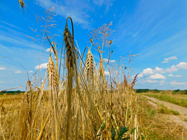 Viljan viljely Uckermarkissa - Valokuva, kuva