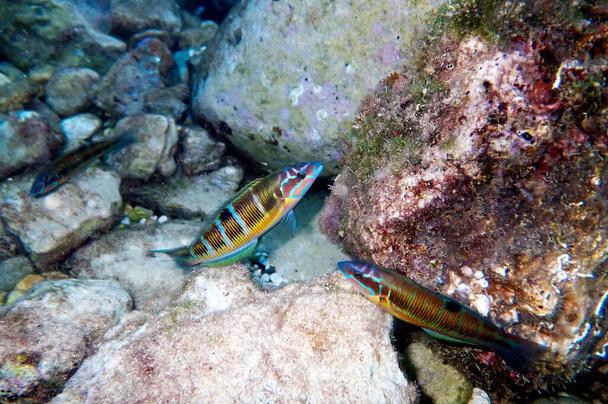 Thallasoma Pavo - Female Ornate wrasse fishes in swimming motion under the sea at Mediterranean   - Photo, Image