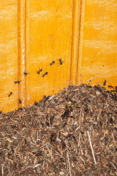 Hormiga de madera, nido de formica rufa además de pared de madera - Foto, imagen