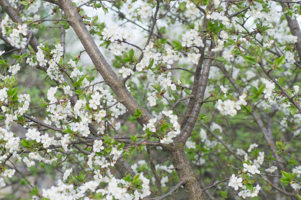 Rami di macro albicocca in fiore - Foto, immagini