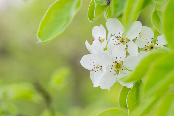 開花するアプリコットマクロの枝 - 写真・画像