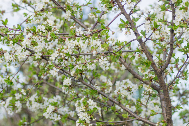 Rami di macro albicocca in fiore - Foto, immagini