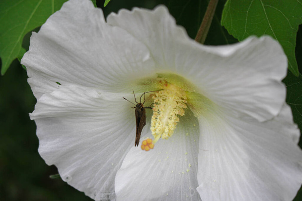 біла квітка і красуня масляниста, масляниста на фоні білої квітки
 - Фото, зображення