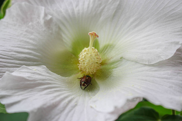 біла квітка і красуня масляниста, масляниста на фоні білої квітки
 - Фото, зображення