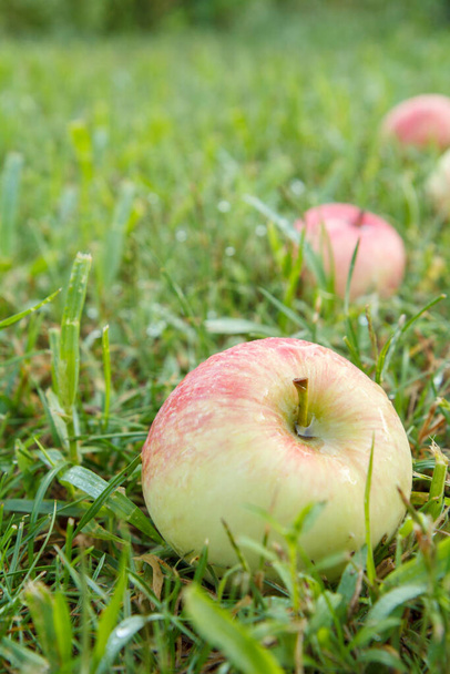 Közelkép a piros érett alma zöld füvön a kertben. Leesett érett alma a nyári gyümölcsösben. Sekély mélységélesség. Koncentrálj az almára.. - Fotó, kép