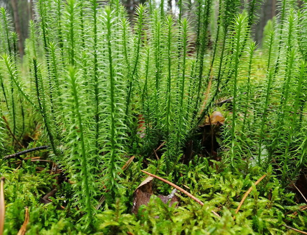 Oakmoss (Lycopodium annotinum) на початку осені. Овочі рослини. Ліси Білорусі. Фото зблизька.. - Фото, зображення