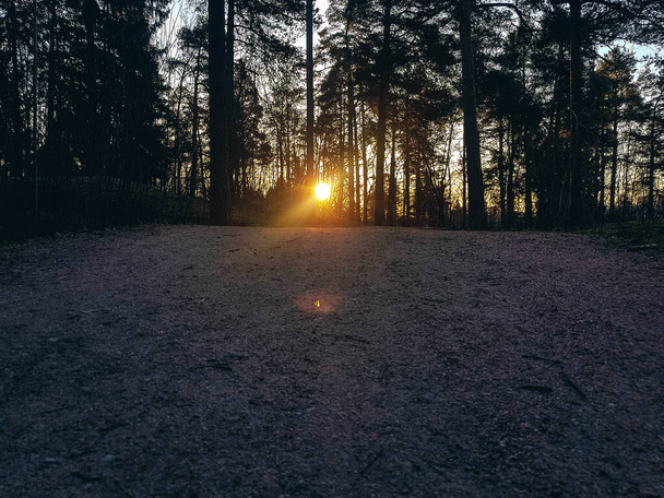 Cesta v lese při východu slunce vystřelená z nízkého úhlu. - Fotografie, Obrázek