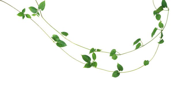 Jungle vinné révy liana rostlina se srdcem ve tvaru zelených listů Cowslip creeper (Telosma cordata), rozložení přírodního rámu izolované na bílém pozadí s výstřižkovou cestou. - Fotografie, Obrázek