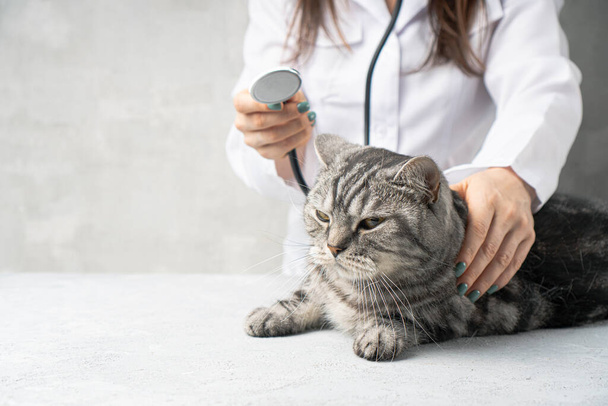 Checking cat by the veterinarian with the stethoscope. - Foto, Imagen