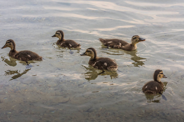 muitos filhotes de patinhos juntos em um lago - Foto, Imagem