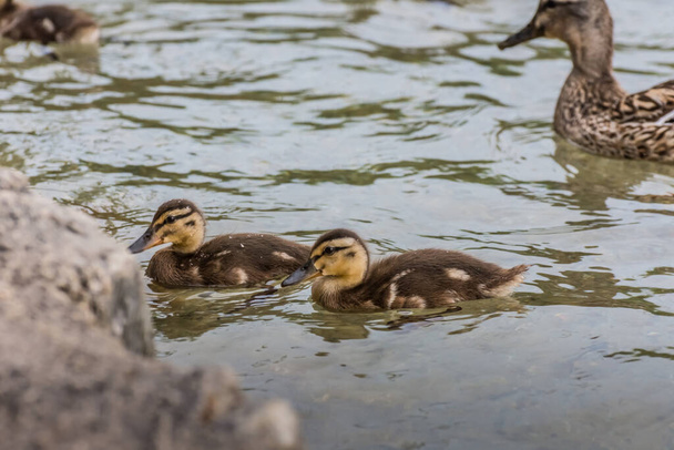 two little baby ducks in the water in the summer - Photo, Image