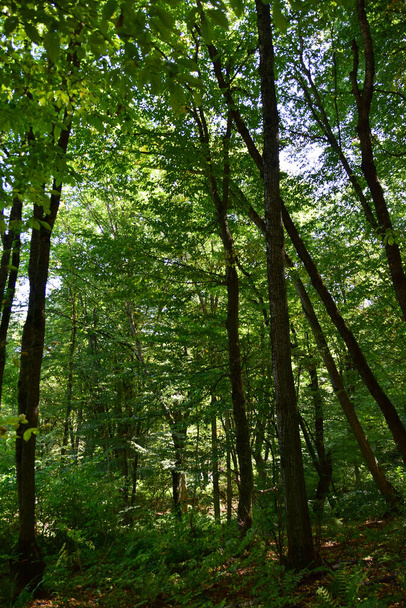 Kilátás a hegyoldalban a fák az erdőben park nyáron a lejtőin a hegy lábánál a Kaukázus                                - Fotó, kép