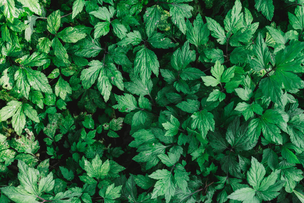 seamless fresh green leaves background  - Foto, afbeelding