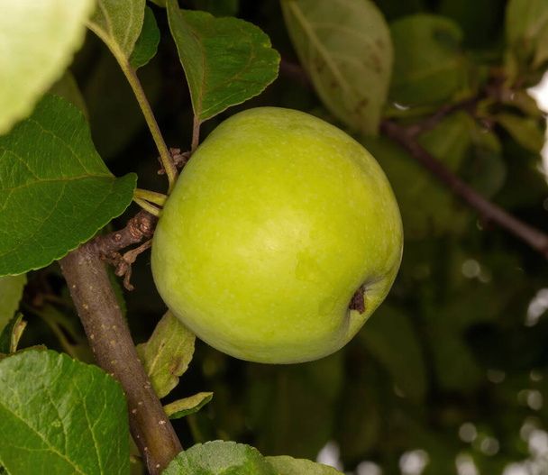 green apple branch, antonovka - 写真・画像