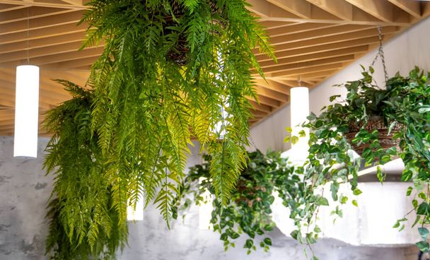 Interior of cafe. Decorating of ceiling with indoor plants. - Photo, Image