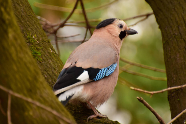  Caucasian colorful bird Jay Garrulus glandarius sits in the spring in the branches of the maple in the foothills of the North Caucasus                               - Fotó, kép