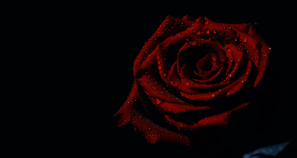 Egy csokor friss virág. Ünnepi ajándék a szerelmesnek. Háttér Szent Valentin nap. Rózsa, tulipán, írisz virág elrendezése. - Fotó, kép