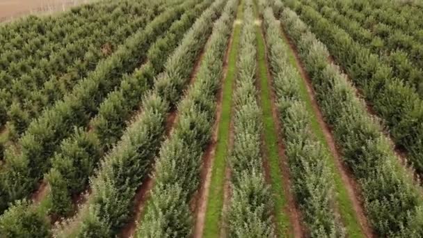 Agricultural field, apple farms. Wide fields of Apple plantation.4K, UHD, Cinematic, Aerial footage. - Video, Çekim