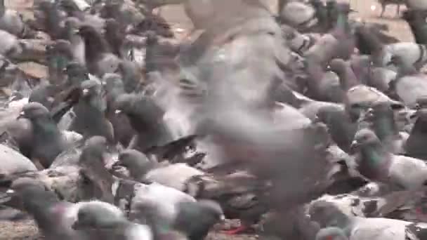 street pigeons searches crumbs in the park. Flock of pigeons in a city park. - Footage, Video