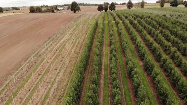 Agricultural field, apple farms. Wide fields of Apple plantation.4K, UHD, Cinematic, Aerial footage. - Video, Çekim