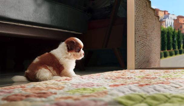 Скажений дитячий ши-цу цуценя собака, що сидить перед домашніми дверима
 - Фото, зображення