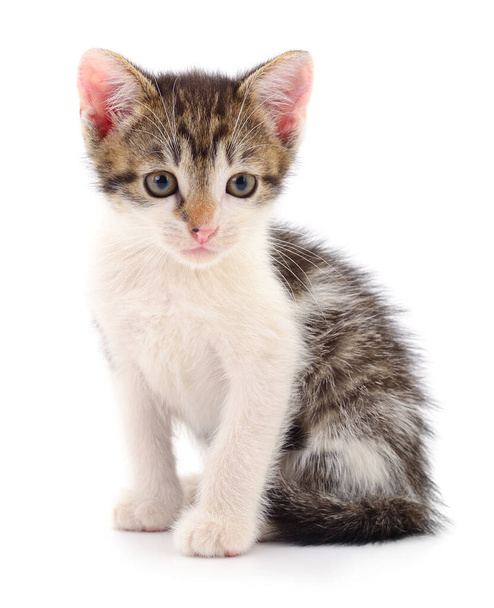 Small gray kitten isolated on white background. - Foto, imagen