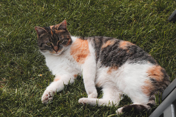 Yorgun Felis Catus domesticus güzel kesilmiş bir çimenlikte uyumaya karar verdi. Evcil kedi gölgedeki çimlerin üzerinde dinleniyor ve etrafındaki insanların hareketlerini izliyor.. - Fotoğraf, Görsel