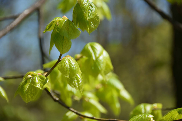    Close-up of the blossoming green linden leaves on the branches of the spring tree in the mountain forest of the Caucasus                             - Photo, Image