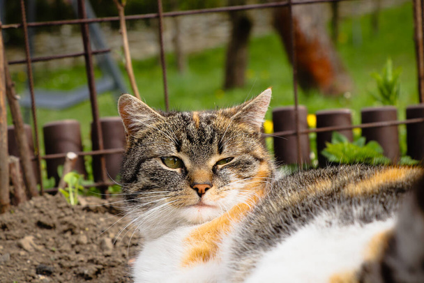 Closeup of a sleepy domestic cat squinting at who woke her. Feline with a colored head sleeps on the dirt in a flowerbed - Photo, Image