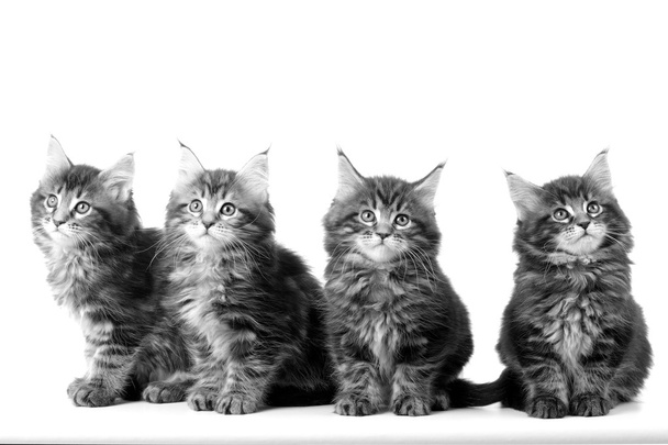 Cuatro gatitos
 - Foto, imagen